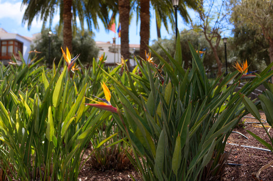 Gruppe af Strelitzia planter i blomst