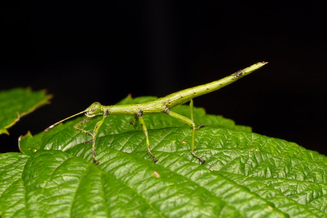 Den smukke vandrende pind kaldet vandrende rosengren (Extatosoma tiaratum)