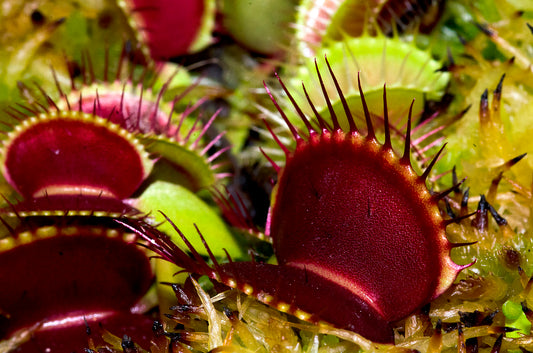 Venus fluefanger (Dionaea muscipula)