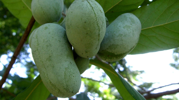 Frugt af paw paw træet (Asimina triloba)