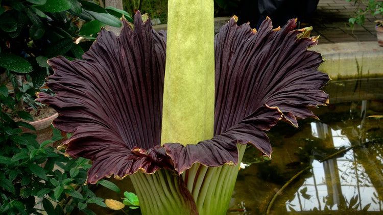 Amorphophallus titanum blomst