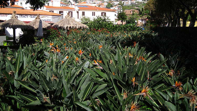 Flotte blomstrende paradisfugleblomster (Strelitzia)