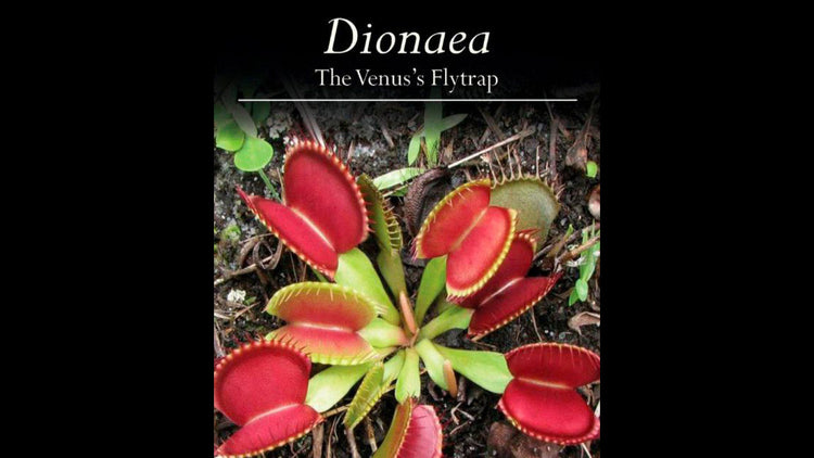 Bog om pasning af venus fluefanger (Dionaea)