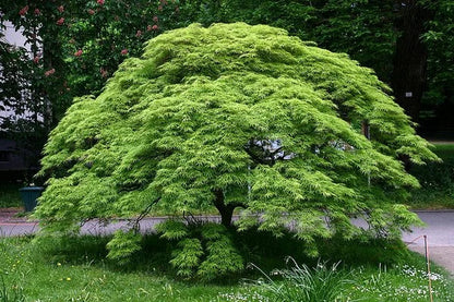 Flot og frodig Japansk løn "grøn" (Acer palmatum) 