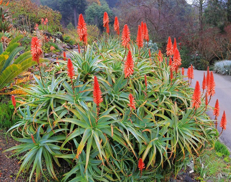 Smuk og blomstrende grenet Aloe (Aloe arborescens