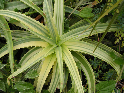 Den smukke brogede variant af Aloe arborescens (Aloe arborescens "variegata")