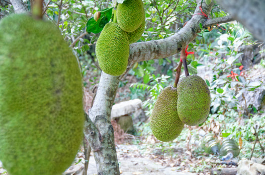 Brødfrugt (Artocarpus heterophyllus) frugter