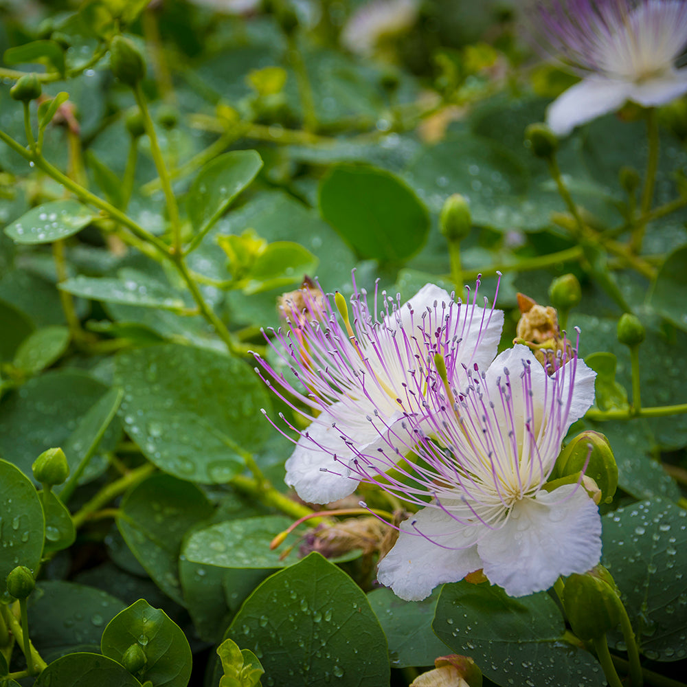 Tornefri kapers (Capparis spinosa "inermis")