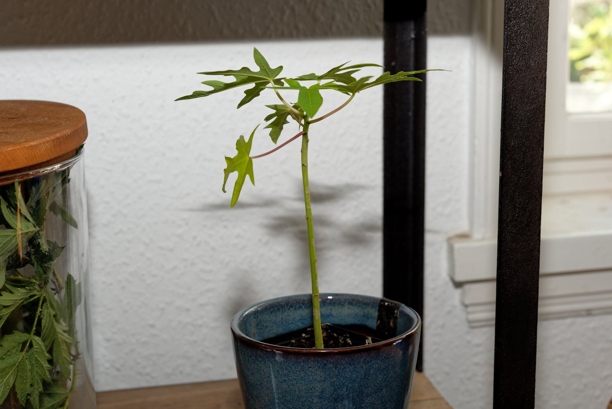 Frøplante af gul papaya