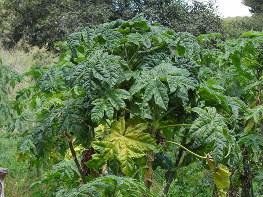 Bjerg Papaya træ (Carica pubescens)