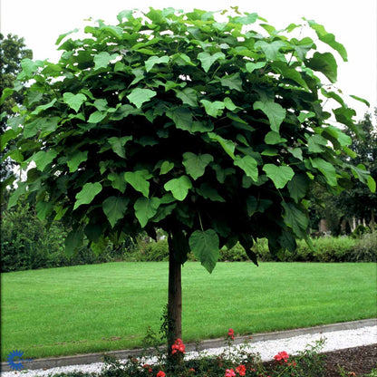 Almindelig trompetkrone (Catalpa bignonioides)