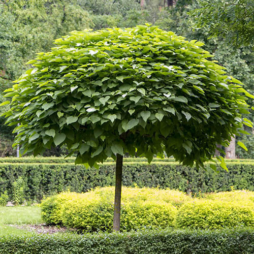 Flot Almindelig trompetkrone (Catalpa bignonioides)