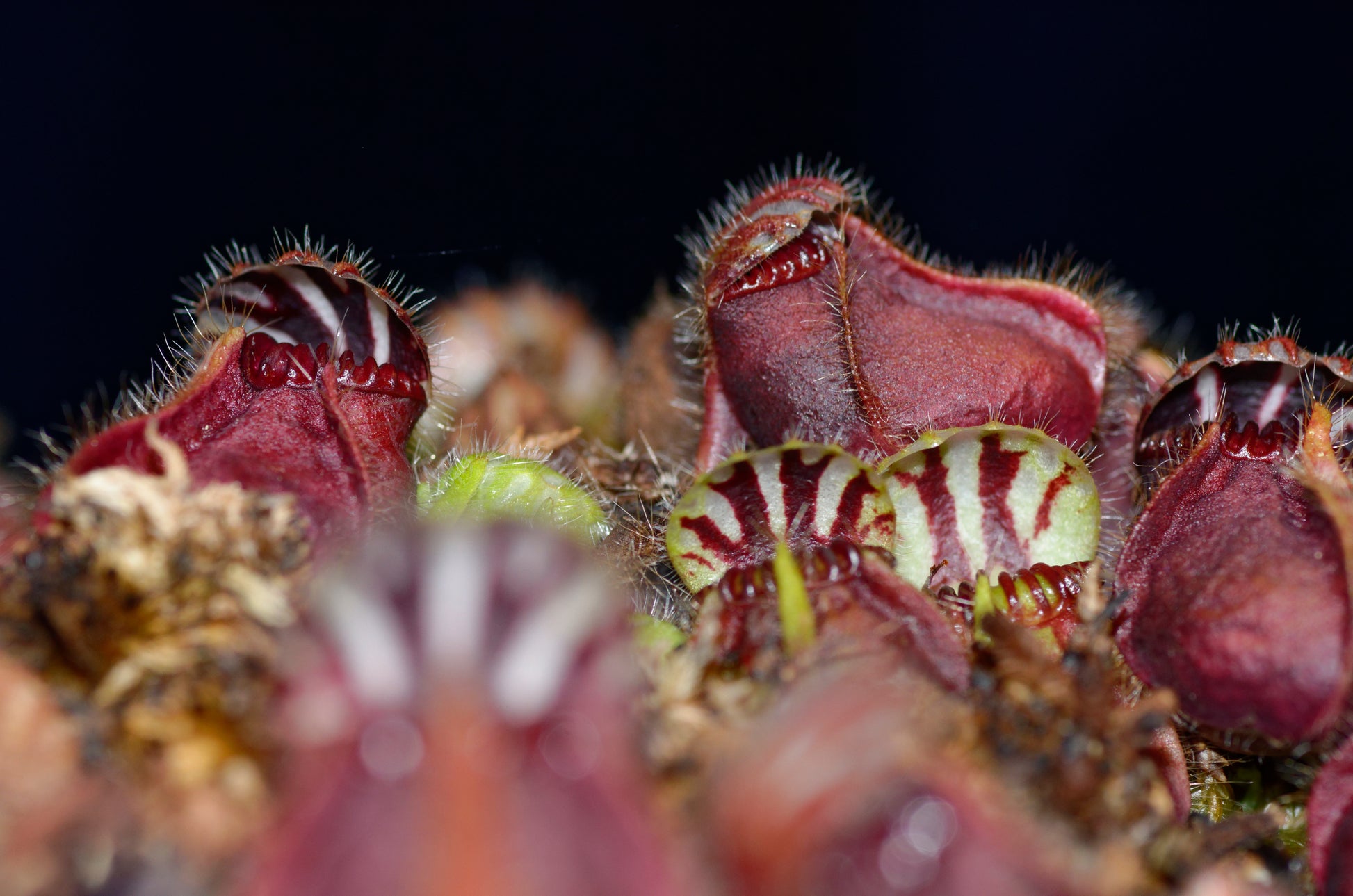 Australsk kandebærer (Cephalotus follicularis)