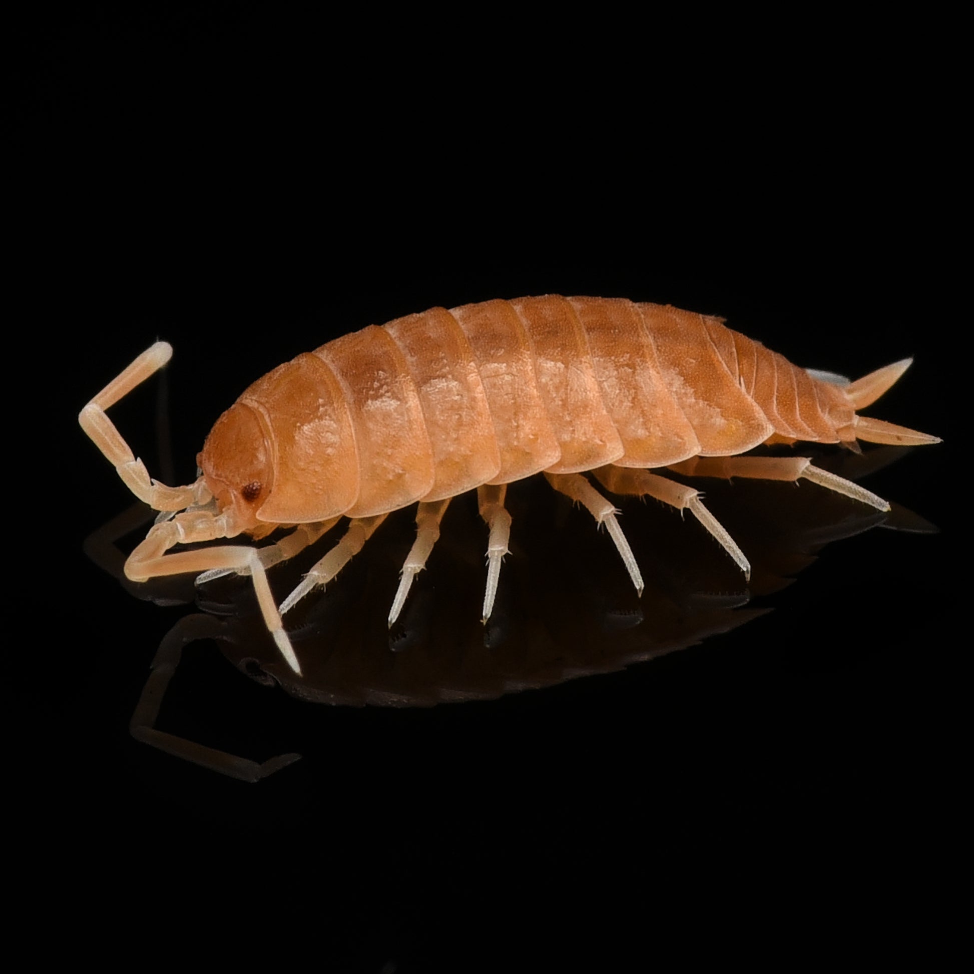 Cubansk bænkebider (Porcellionides pruinosus "orange")