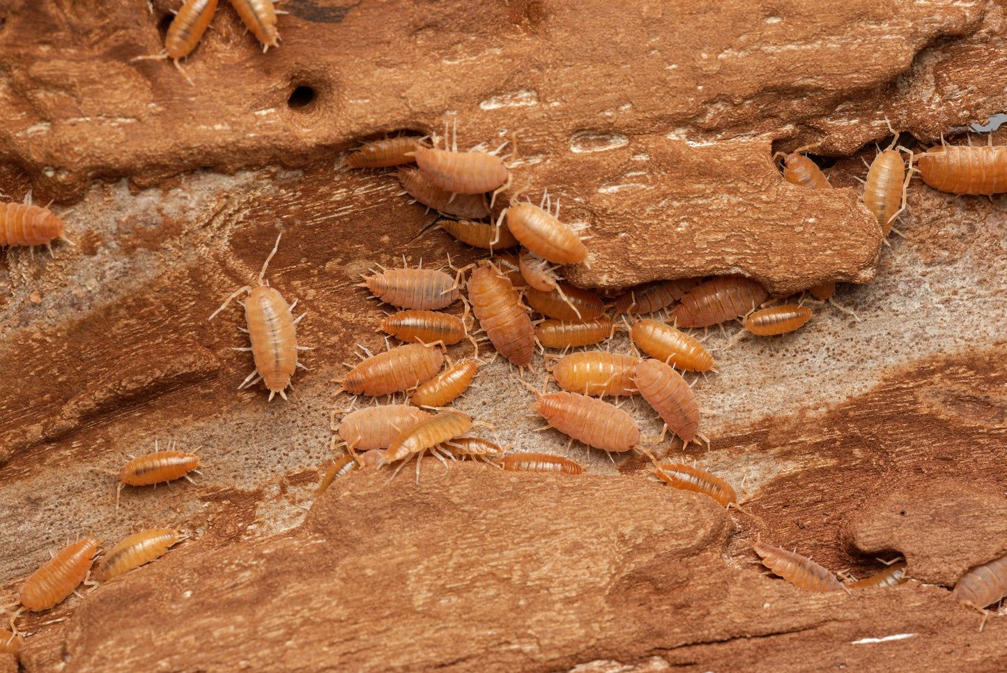 Gruppe af Cubansk bænkebider (Porcellionides pruinosus "orange")