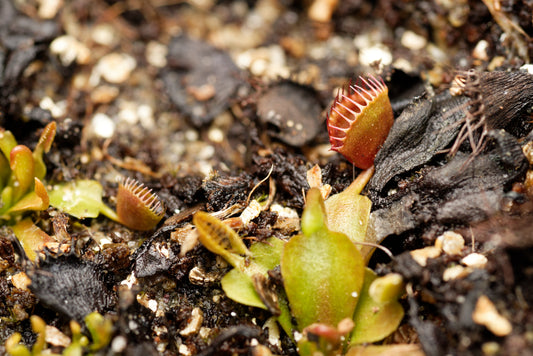 Den fascnierende Venus fluefanger (Dionaea muscipula "Cup trap")