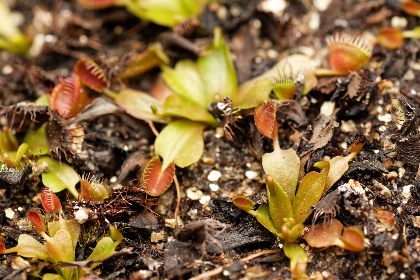 Venus fluefanger (Dionaea muscipula "Cup trap")