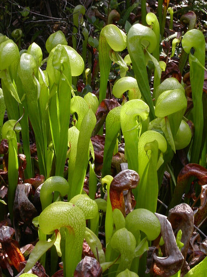 Gruppe af Kobraliljer (Darlingtonia californica)