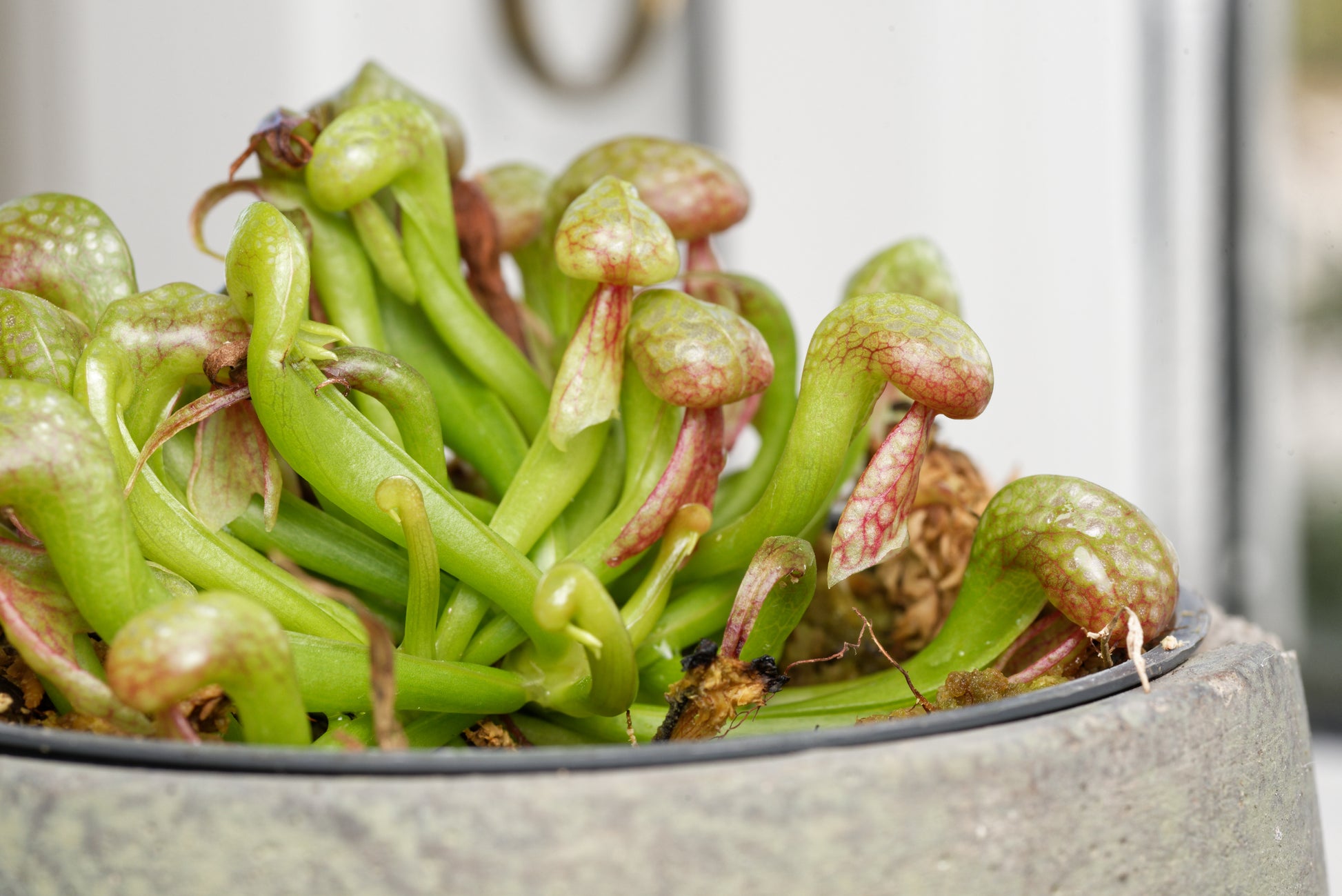 Nærbillede af lille Kobralilje (Darlingtonia californica)