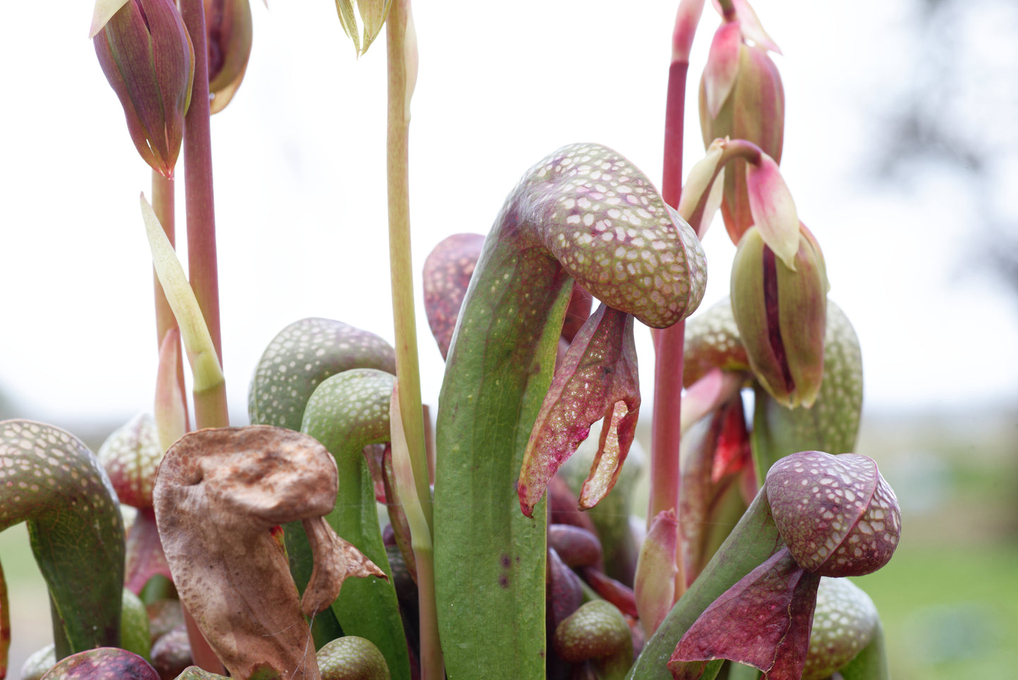 Nærbillede af "gifttænderne" hos en Kobralilje (Darlingtonia californica)