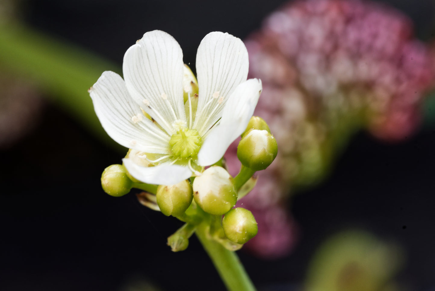 Den hvide blomst hos Venus fluefanger (Dionaea muscipula)