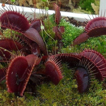 Rød variant af Venus flufanger (Dionaea muscipula)