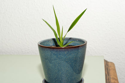 Drageblodstræ (Dracaena draco). Frøplante i blå potte