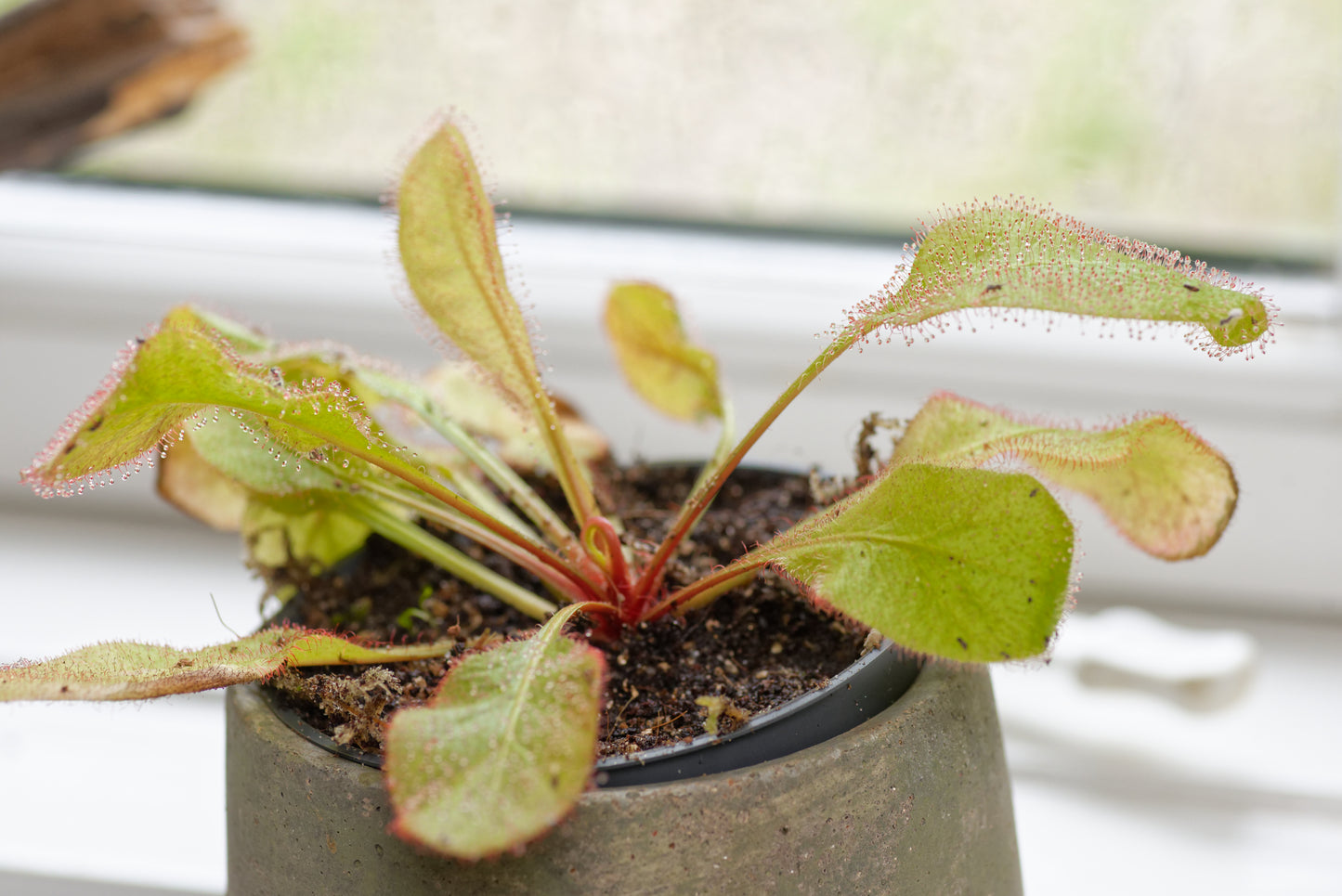 Queensland Soldug (Drosera andromeda) i en lille potte