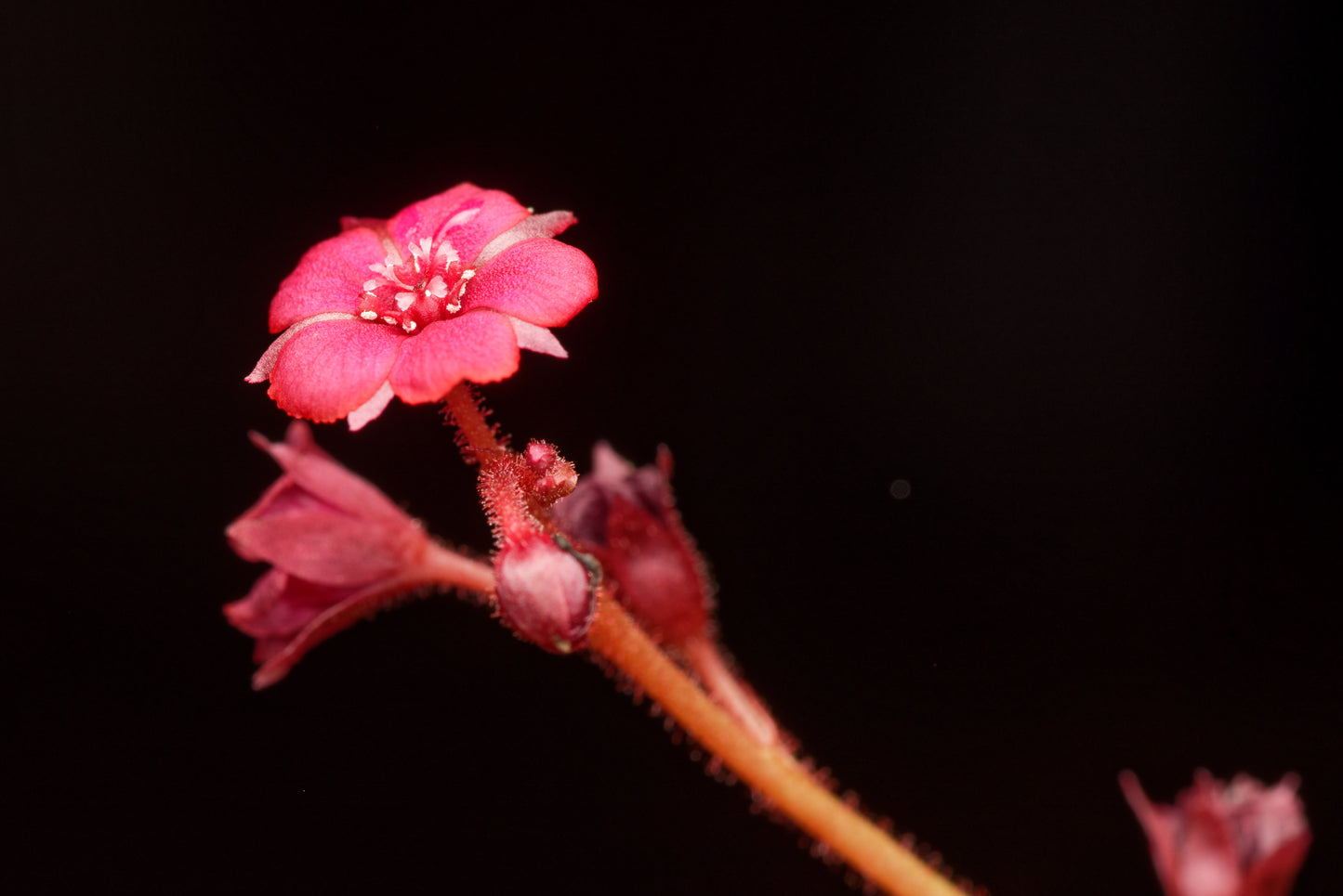 Den stjerneformede og røde blomst hos Drosera andromeda