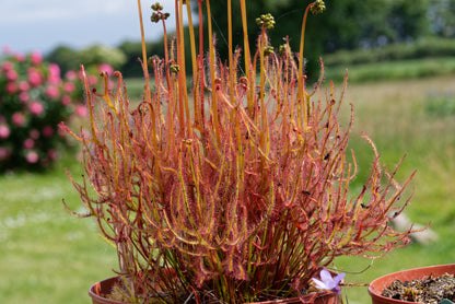 Flot stor samling af Gaffelgrenet soldug (Drosera binata)