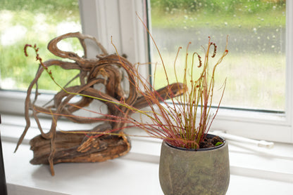 Trådbladet Soldug (Drosera filiformis) i en vindueskarm