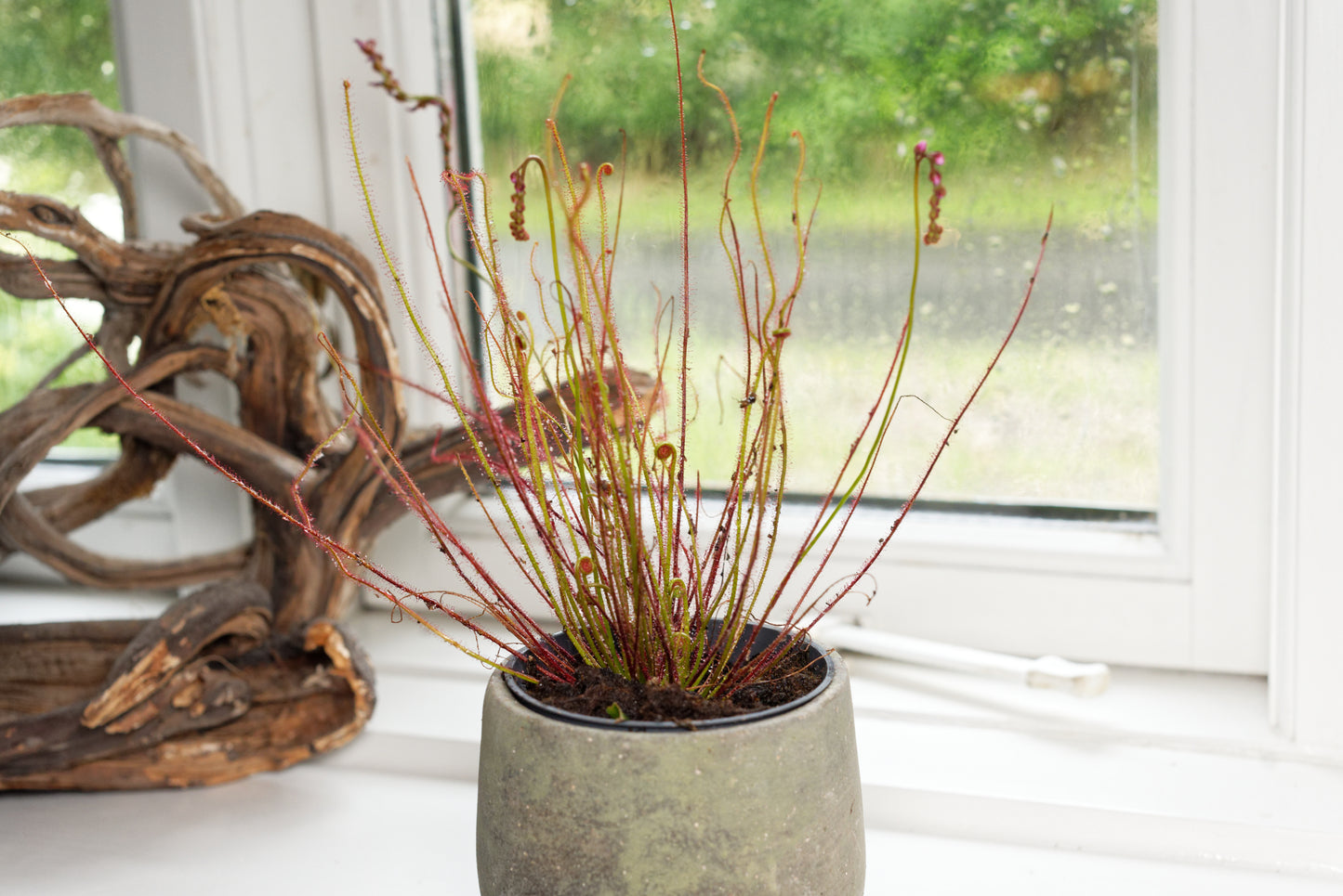 Trådbladet Soldug (Drosera filiformis) i en potte i vindueskarmen