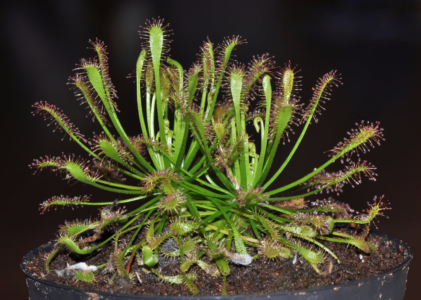 Liden Soldug (Drosera intermedia)