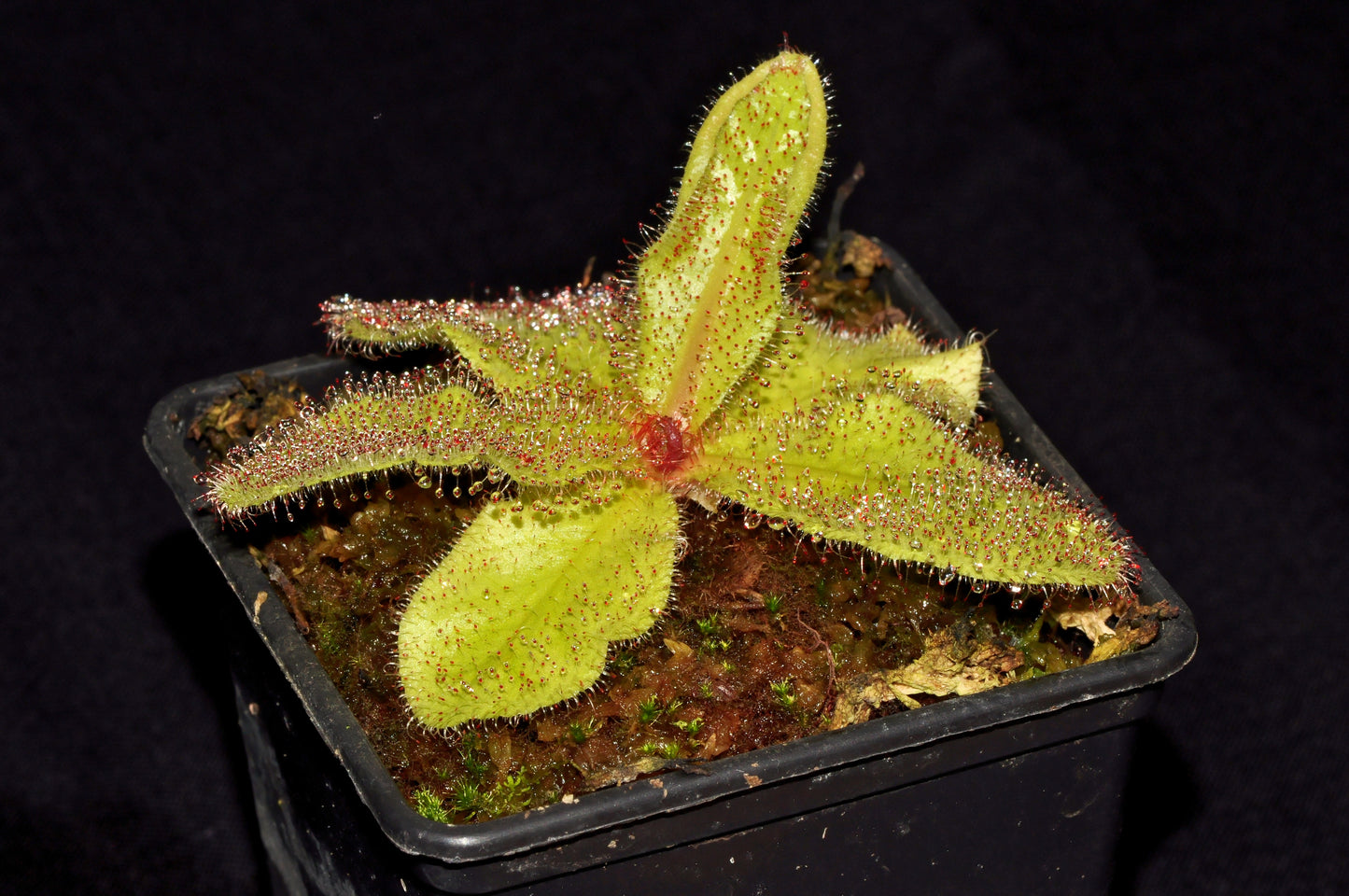 Queensland Soldug (Drosera schizandra)