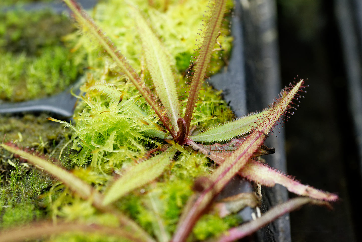 Små Queensland Soldug (Drosera adelae)