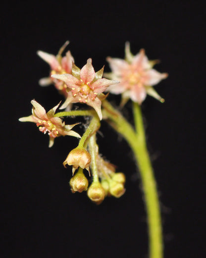 De smukke, små og stjerneformede hvide blomster af Queensland Soldug (Drosera adelae)