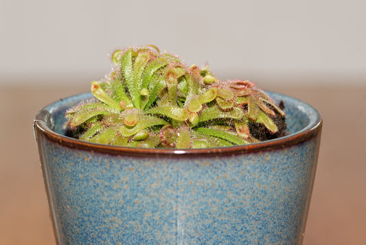 Alice soldug (Drosera aliciae) i en fin potte