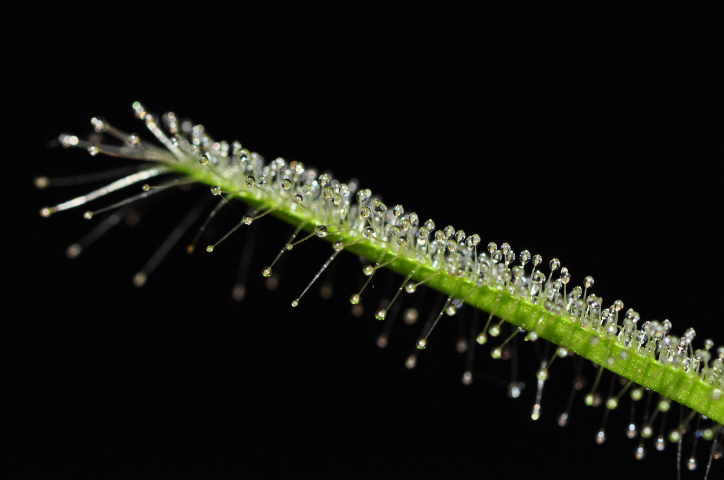 Nærbillede af bladet og "dugdråberne" af en soldug (Drosera capensis "alba")