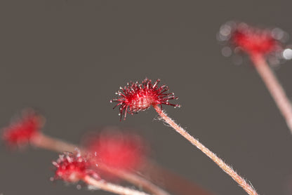 Nærbillede af bladet på en Ulden Soldug (Drosera paradoxa)