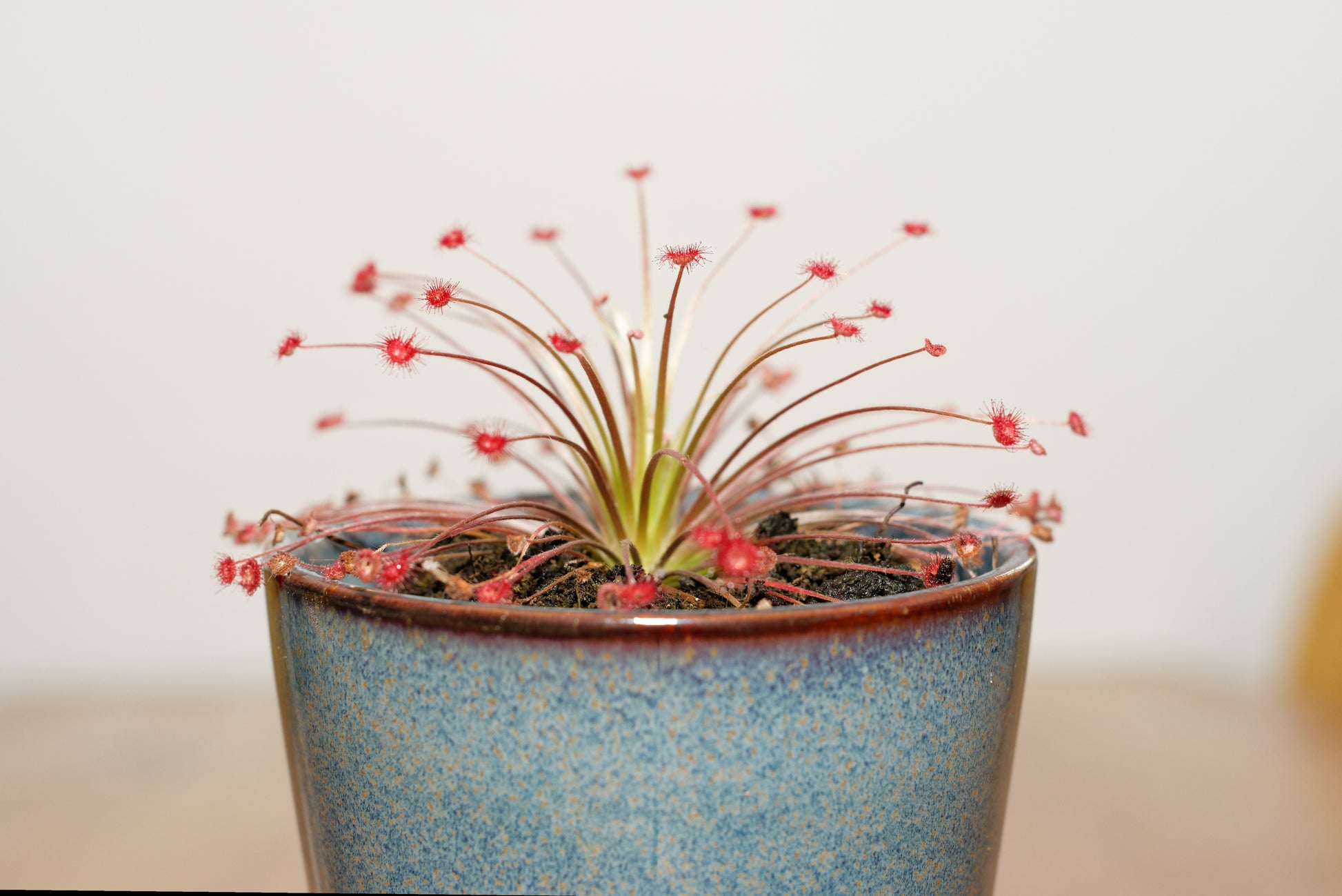 Ulden Soldug (Drosera paradoxa) i en fin blå potte