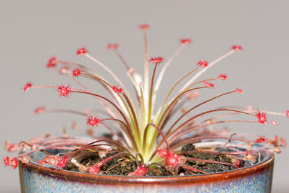 Ulden Soldug (Drosera paradoxa)