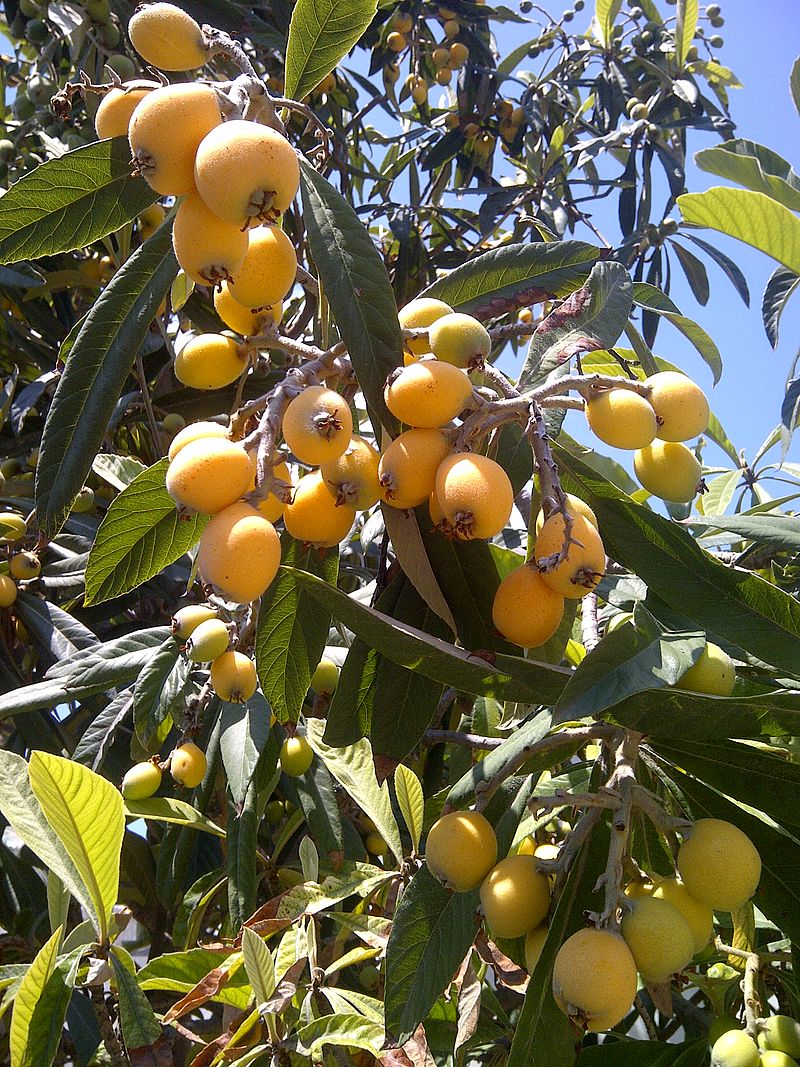 Gren med frugter af Japansk mispel (Eriobotrya japonica)