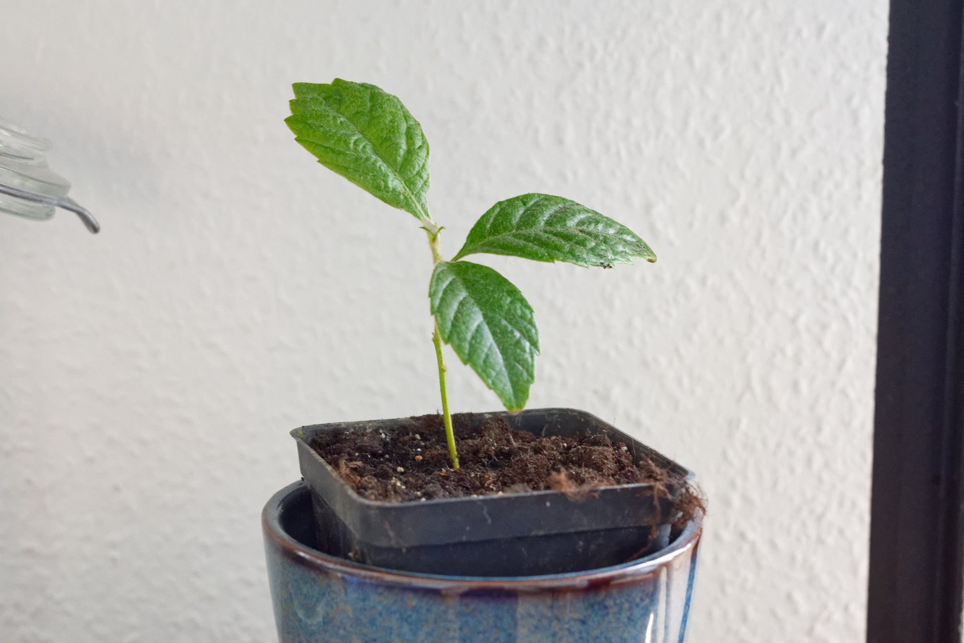 Frøplante af Japansk mispel (Eriobotrya japonica)