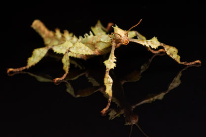 Flot voksen hun af Vandrende rosengren (Extatosoma tiaratum)