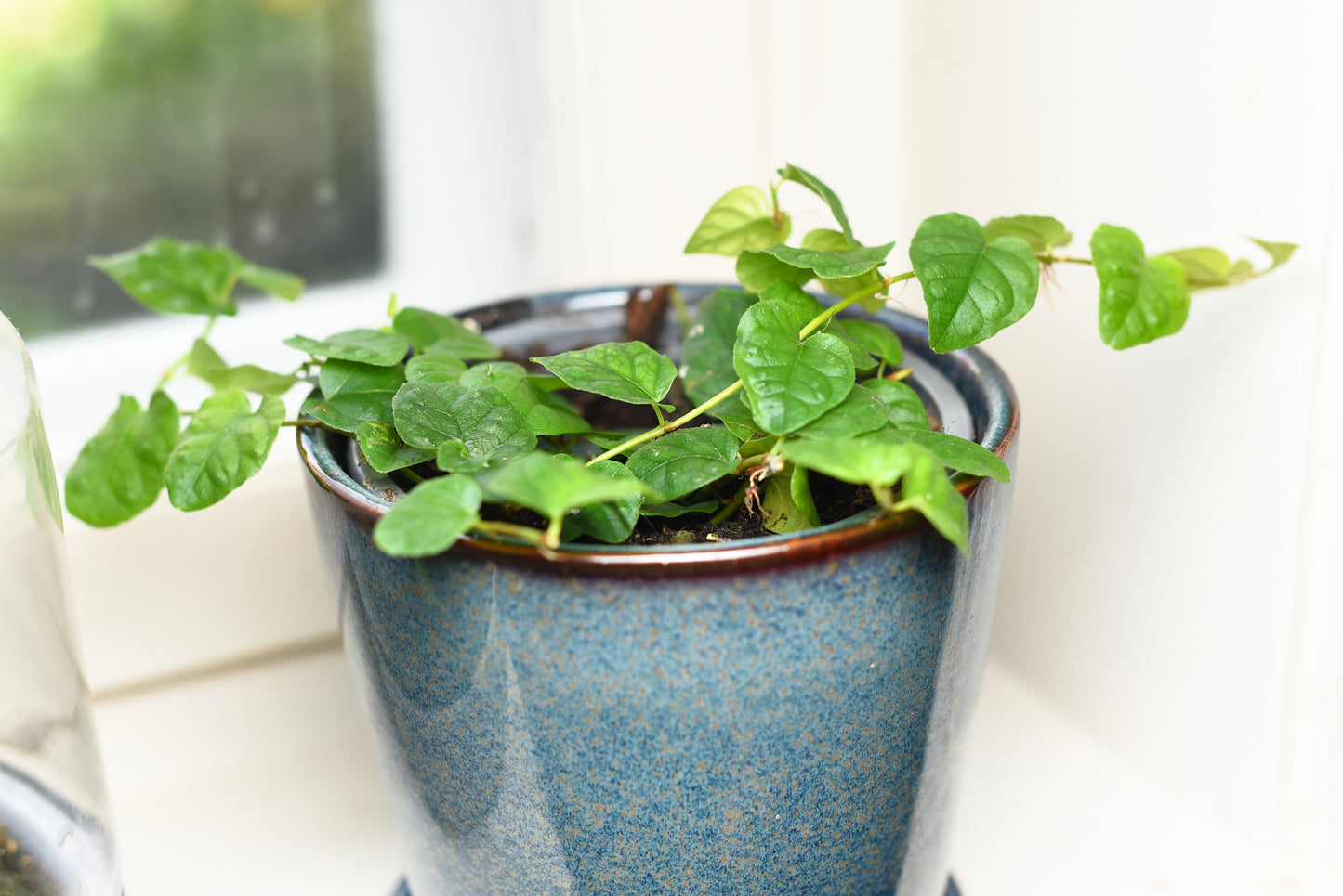 Grøn Hængefigen (Ficus pumila) i fin blå potte