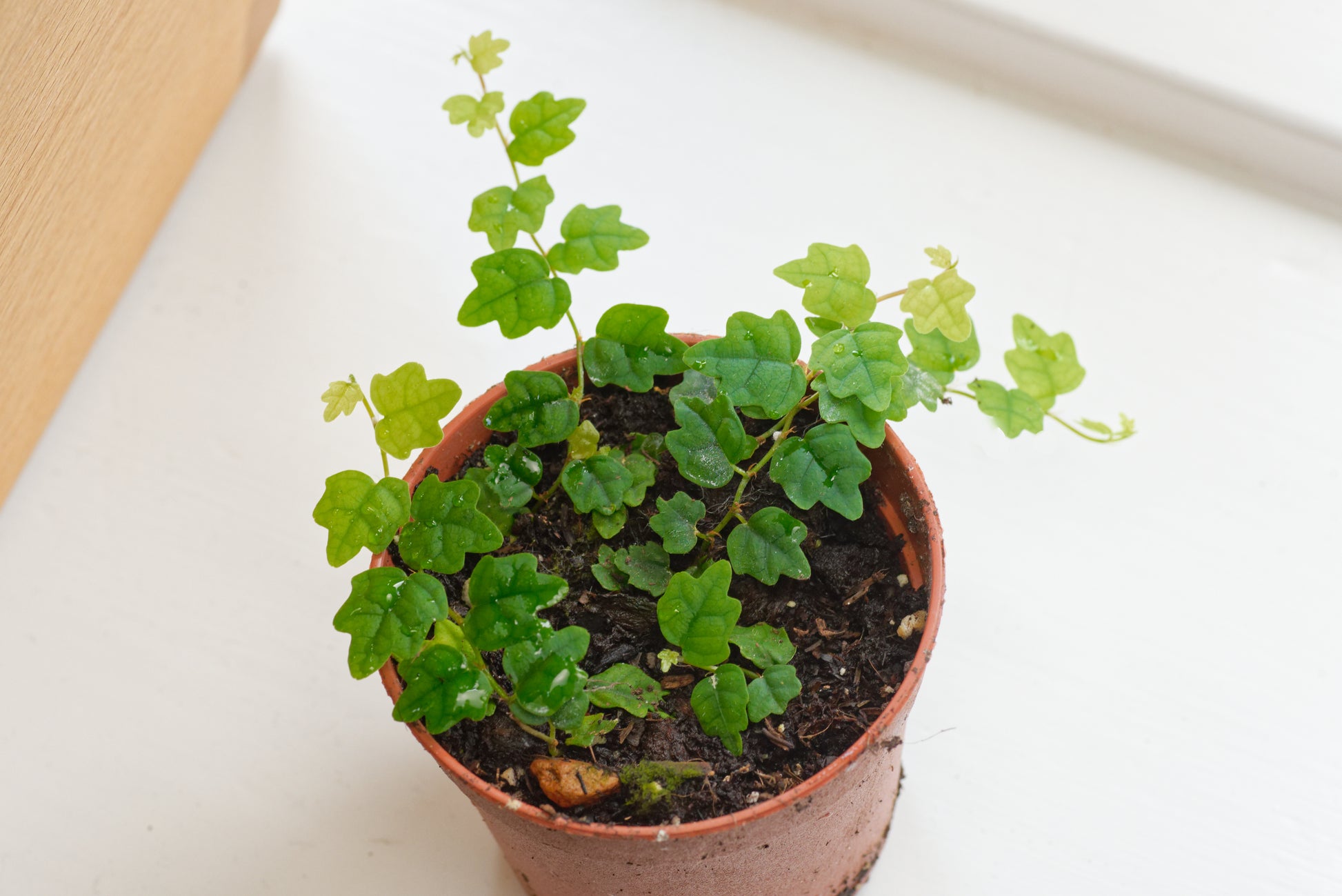 Lille potte med Krybefigen (Ficus scandens (quercifolia))