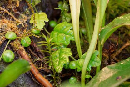 Krybefigen (Ficus scandens (quercifolia)) i et terrarium