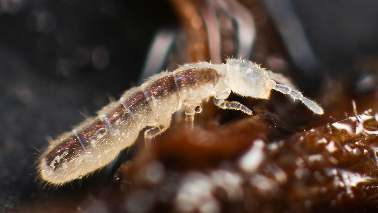 nærbillede af en Springhale (Folsomia candida)