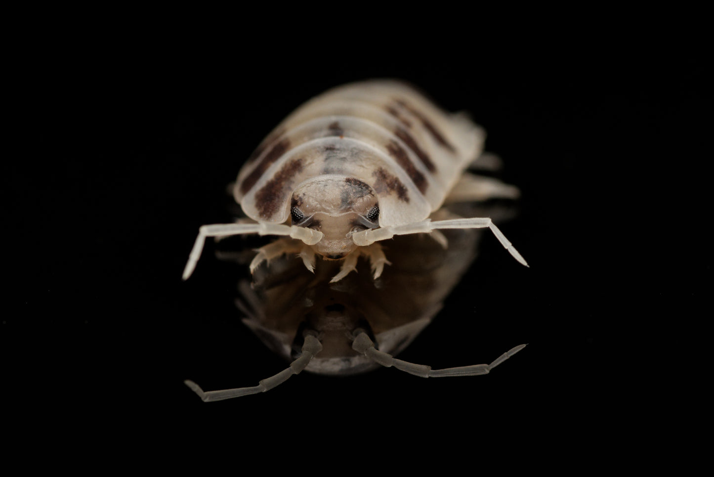 nærbillede af Glatgrå bænkebider (Porcellio laevis "Dairy Cow")