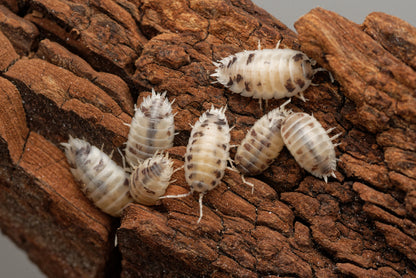 Gruppe af Glatgrå bænkebider (Porcellio laevis "Dairy Cow") på et stykke bark